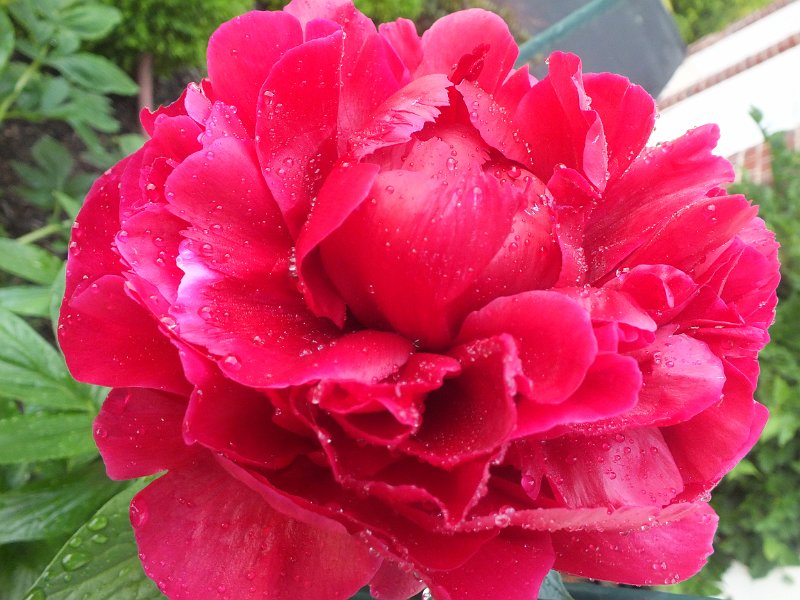 peony14 (25)